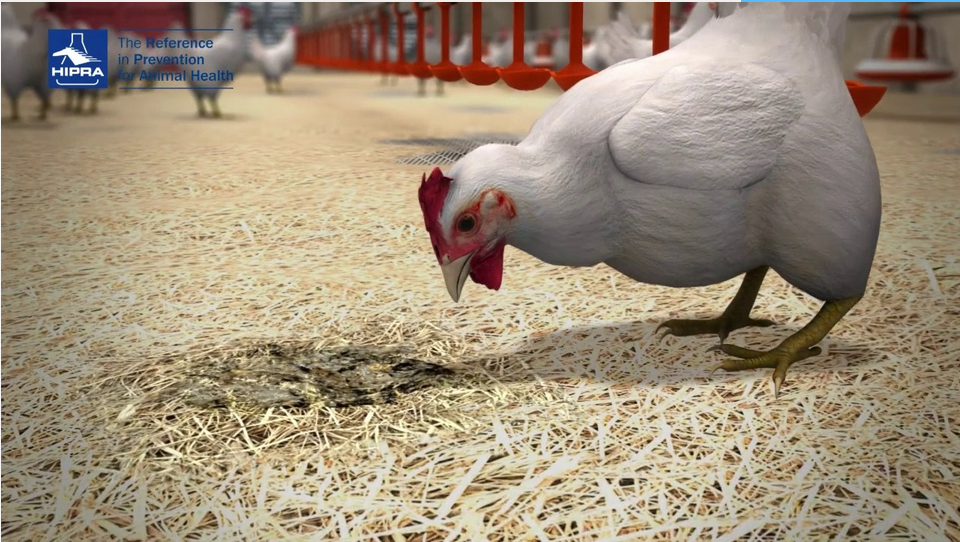 3d cgi animation of a chicken in a industrial farm