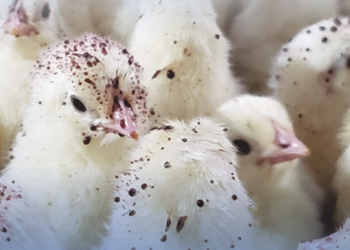 coarse spray vaccination against coccidiosis