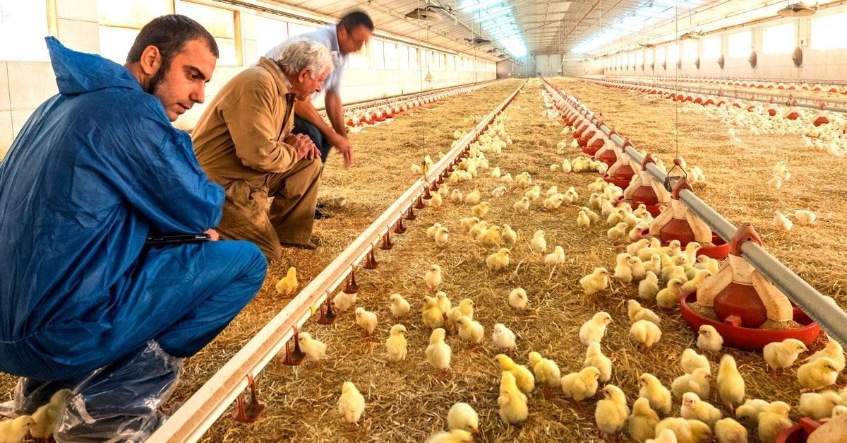 farmers observing broilers eating eimeria vaccine in a poultry farm.