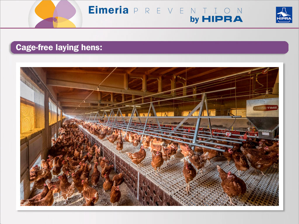 Coccidiosis caused by Eimeria is becoming more frenquent in free laying hens and semi-floor type rearing systems.