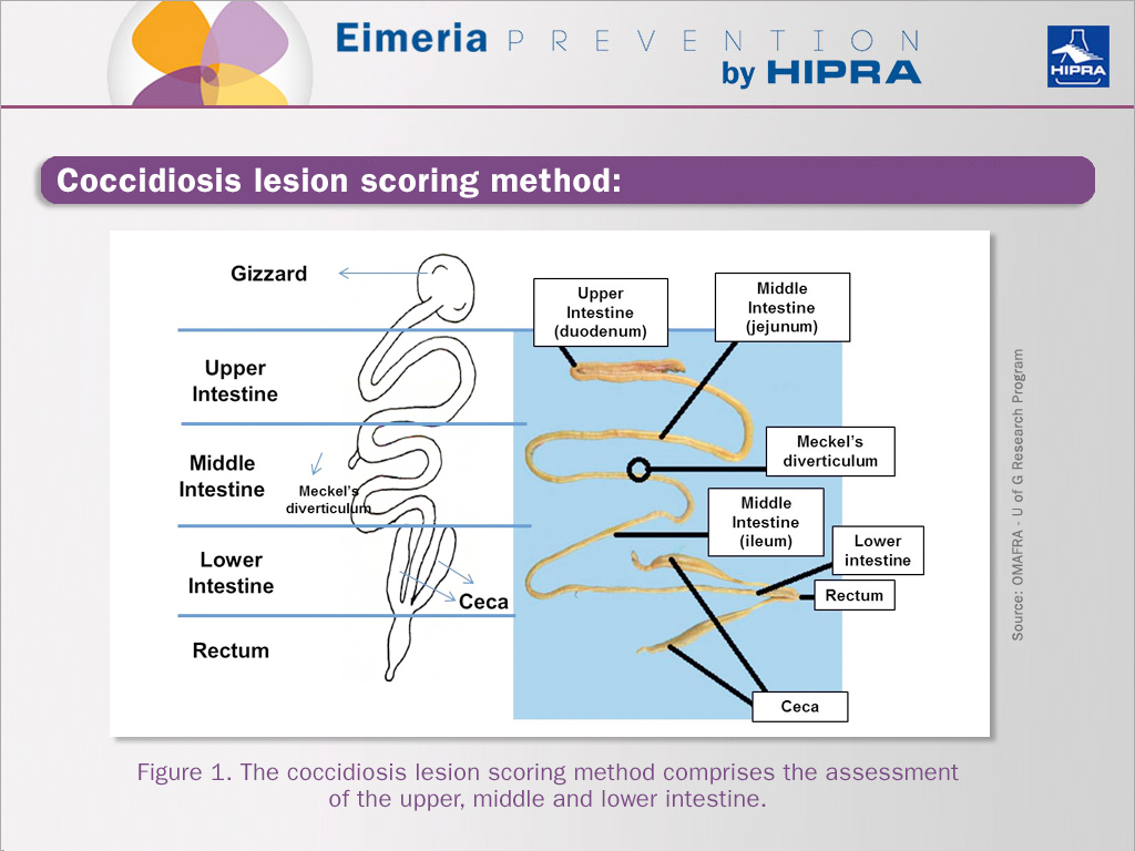 coccidiosis-lesion-scoring-method