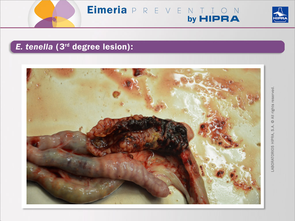 close image of of eimeria tenella lesion degree 3 in poultry
