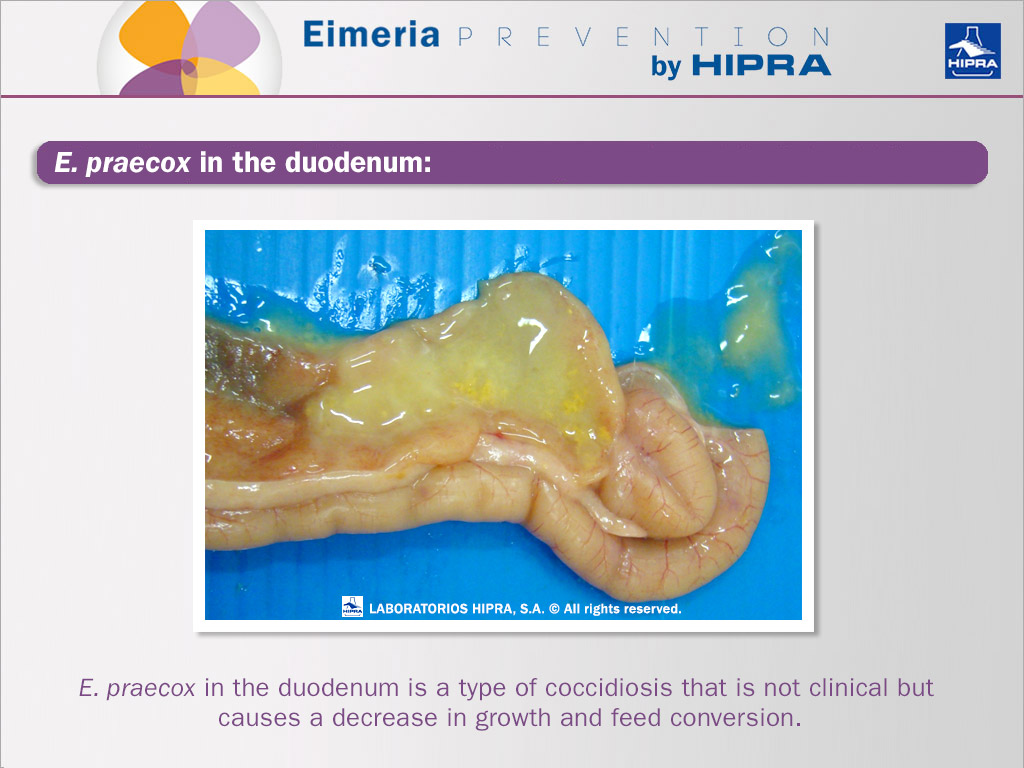 Eimeria praecox in the duodenum