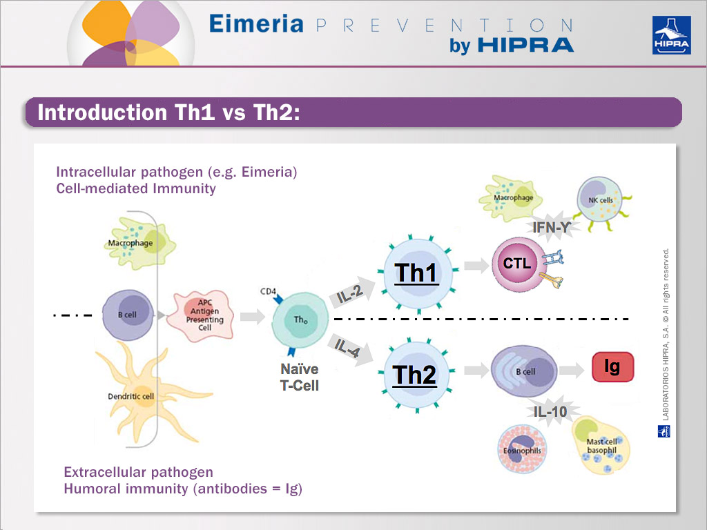 introduction to th1 and th2 cytokines pathogen
