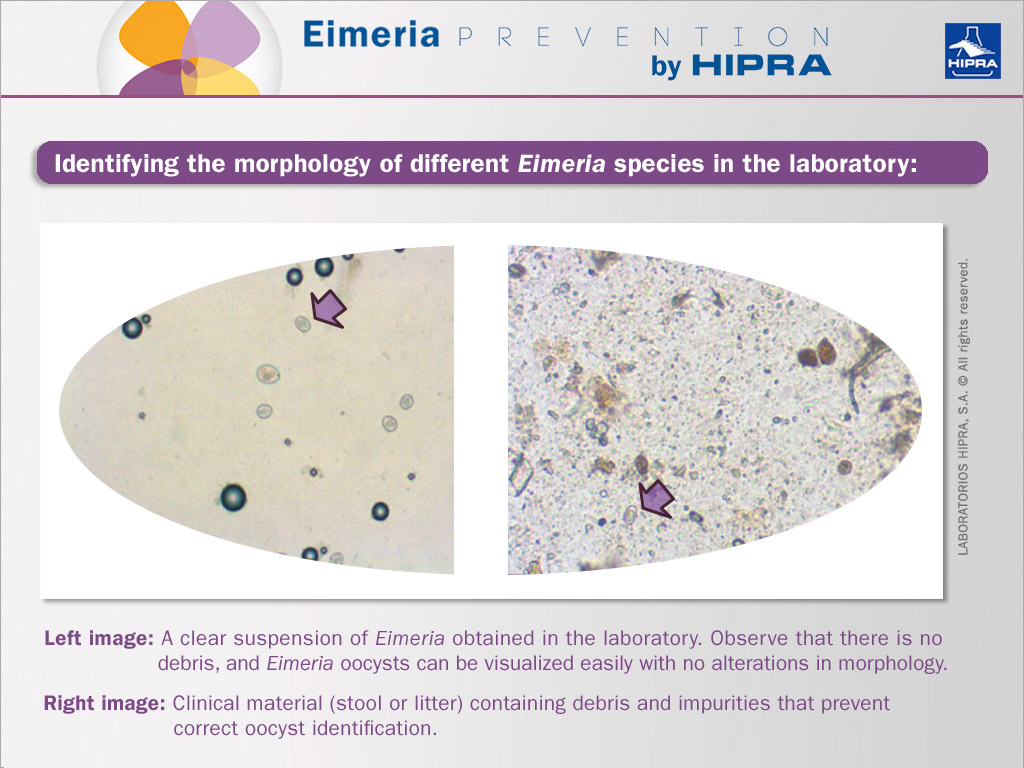 laboratory picture of show how to identify the different eimeria species