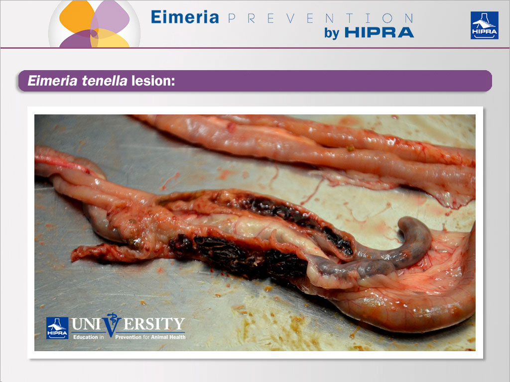Eimeria tenella lesion, coccidiosis in poultry
