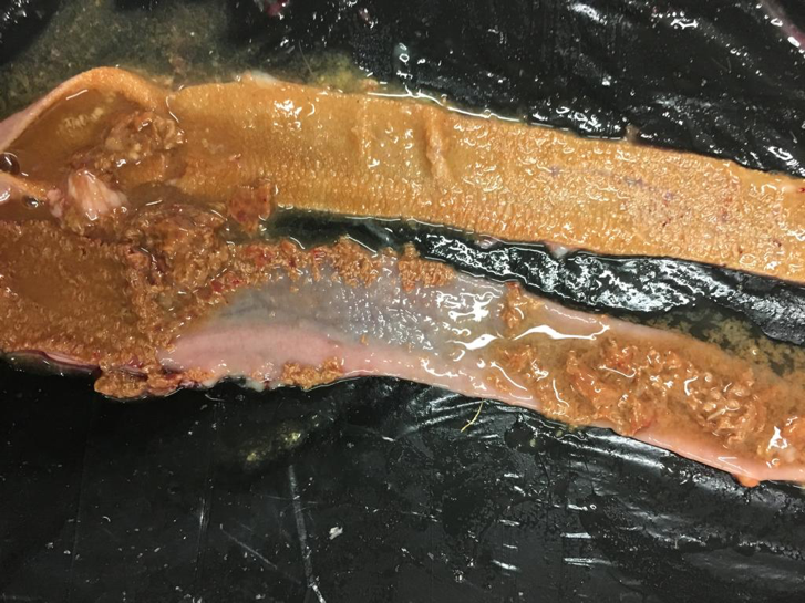 example of the intestine lesions that suffer a chicken with emeria parasite