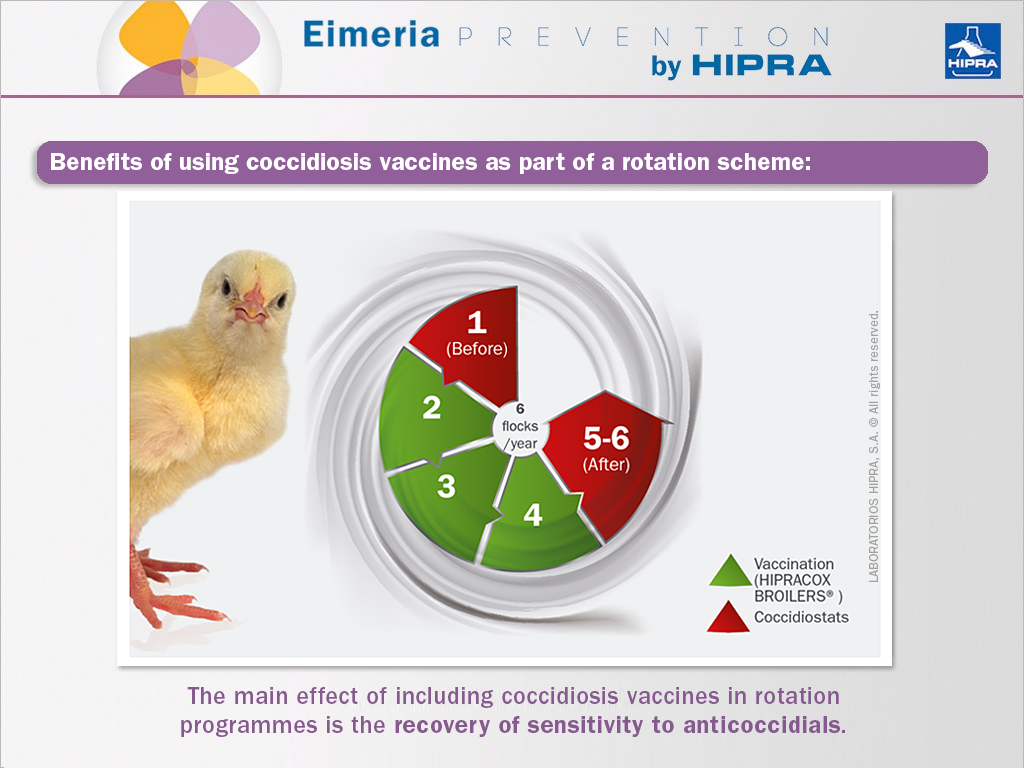 Benefits of including coccidiosis vaccines in rotation programmes