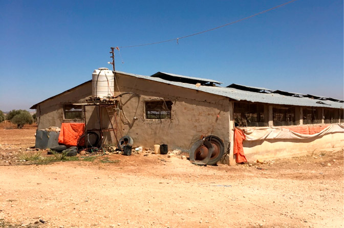 Eimeria Vaccination: Traditional breeder farm in Jordan