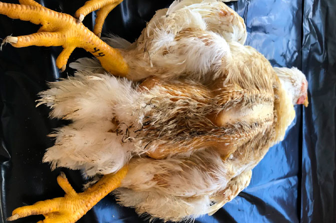 coccidiosis in chickens. The absorption of pigment can be affected by many factors, including coccidiosis