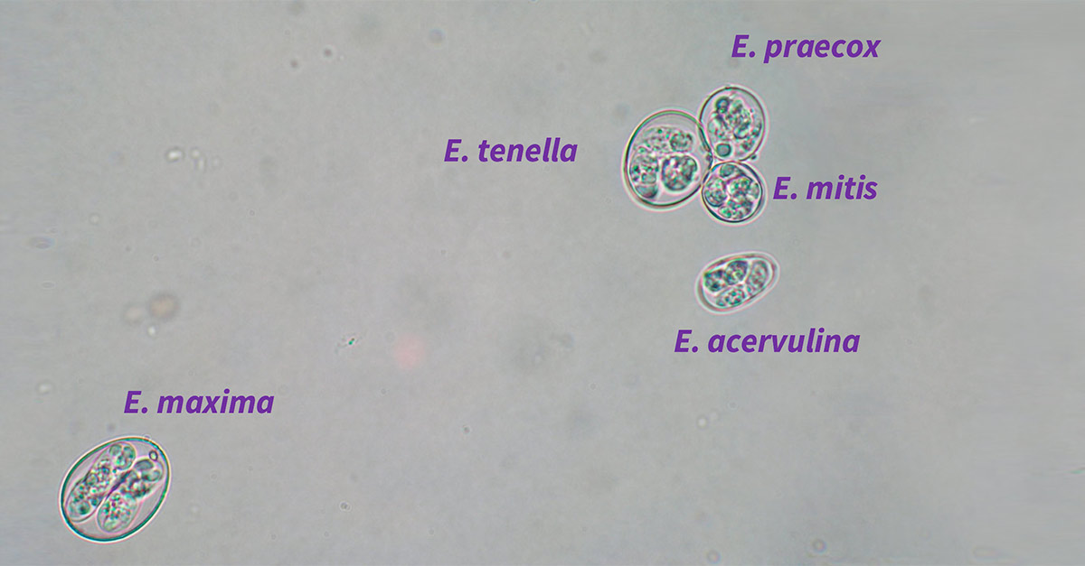 Oocysts of different Eimeria species: E. Tenella, E. Maxima, E. Praecox, E. Mitis and E. acervulina (qPCR)