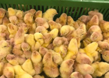 coccidioisis prevention