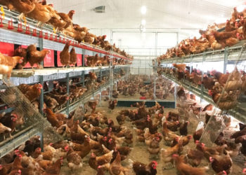 commercial pullets prevention