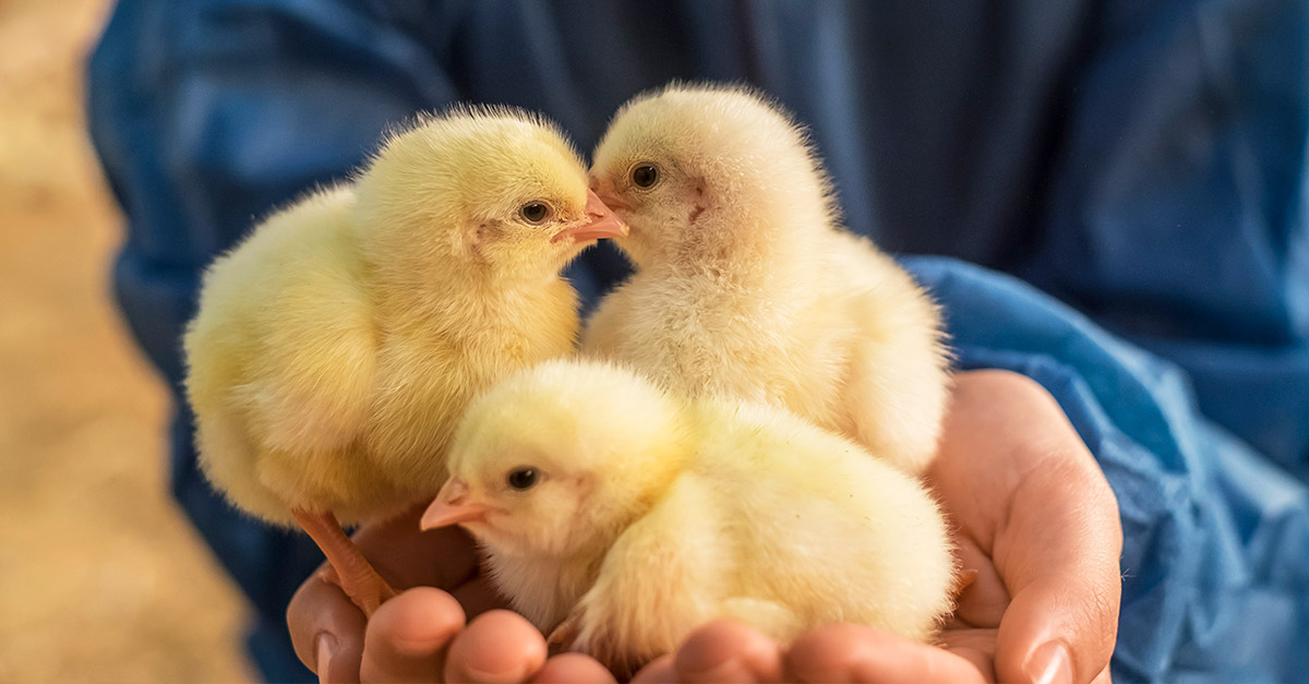 chickens: coccidiosis vaccine