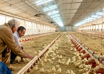 poultry farm