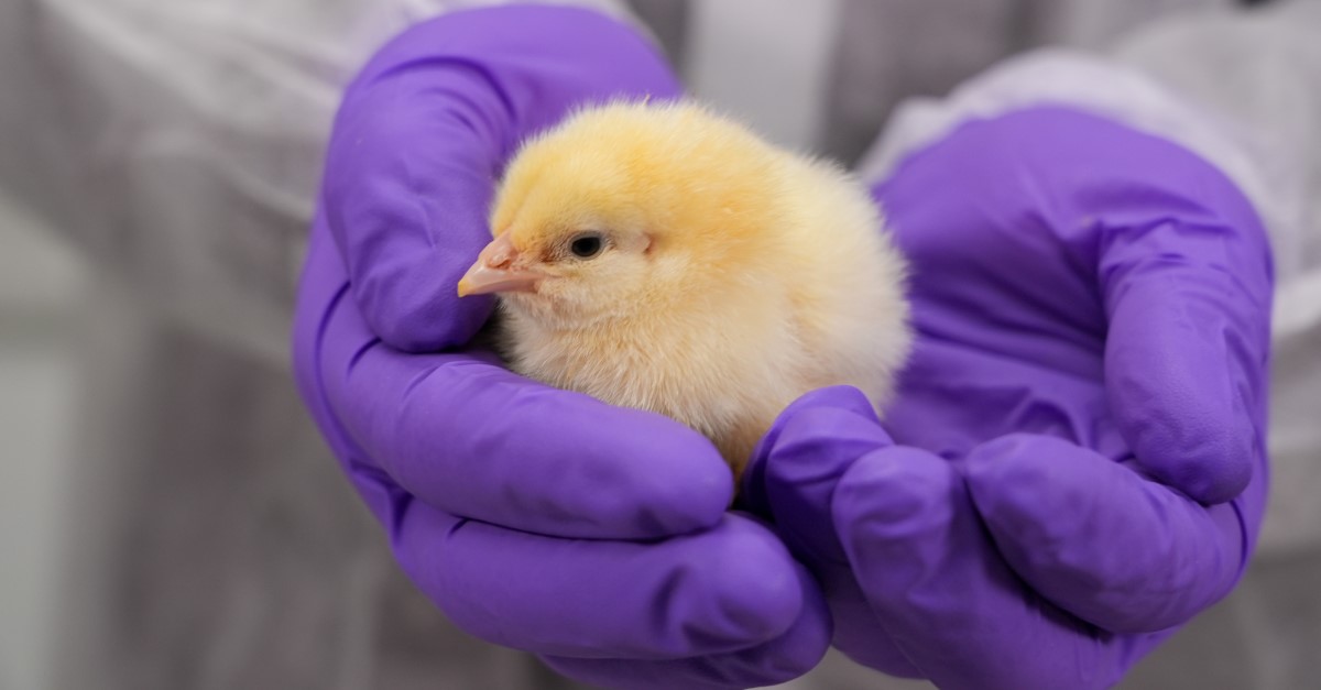 broilers vaccination