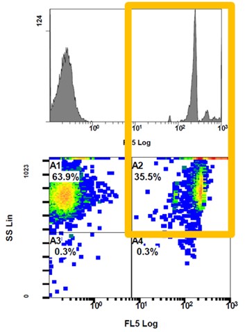 Flow cytometry images show detection of lymphocytes stained with IFN-Ƴ monoclonal antibody