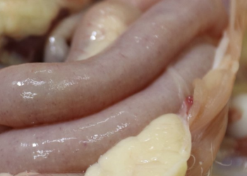 Lesion Score 3 by Eimeria necatrix, typical “salt and pepper”.