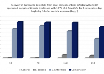 Is there any relationship between Salmonella and Avian coccidiosis?