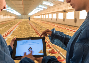 Coccidiosis in Chickens: A Comprehensive Guide