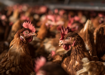 Myth Busted: Do Caged Hens Need Coccidia Vaccines?