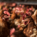 Myth Busted: Do Caged Hens Need Coccidia Vaccines?